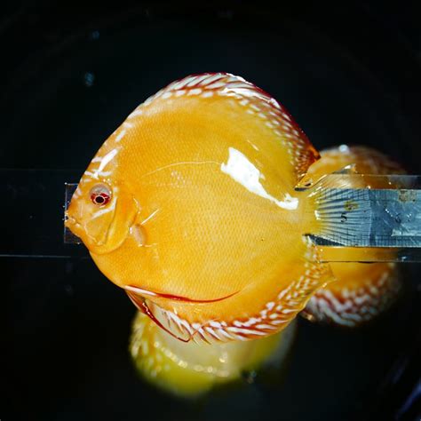 Image result for Discus Albinos