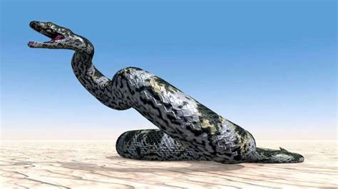 This is the largest snake to ever roam Earth: Key characteristics that ...