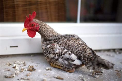Image result for Sick Chicken Poop