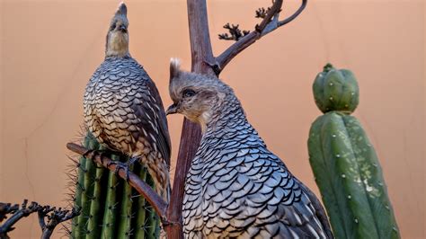 Double Aero Guides | Guided Quail Hunts in Arizona & Argentina | Gambel's Scaled Mearns' Valley ...