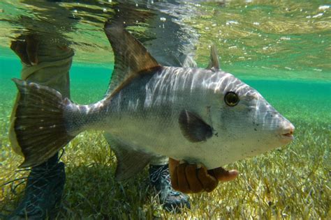 Image result for Catching Triggerfish