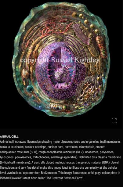 fact check viral post is not most detailed human cell photo but an ...