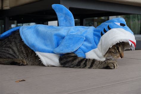 Shark Costume For Cats