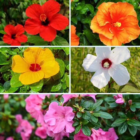 Hibiscus Flower plant (5 Multicolored) - Onlian at Nursery nisarga