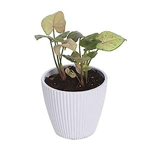 MY URBAN GREENS Air Purifying Live Syngonium Brown Plant with White Pot ...