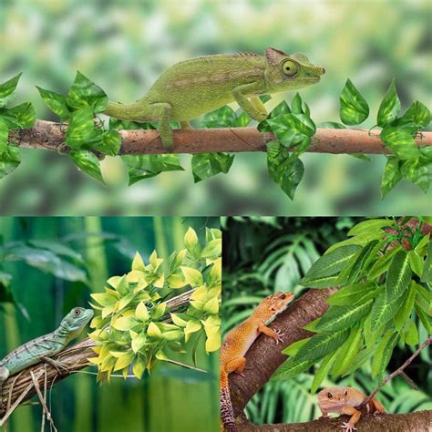 Buy Stibadium Reptile Plants Amphibian Hanging Plants for Lizards ...