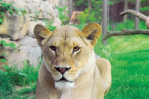 Four Critically Endangered Galapagos Tortoises Hatch at Philadelphia ...