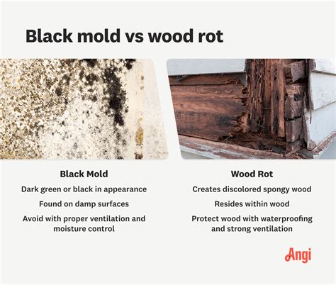 Black Mold vs. Wood Rot: How to Tell the Difference | Angi
