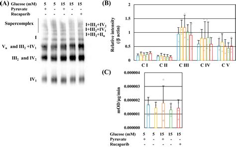 Role of Exogenous Pyruvate in Maintaining Adenosine Triphosphate ...