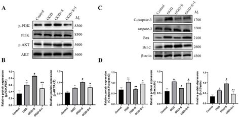 Scutellarin Alleviates Neuronal Apoptosis in Ischemic Stroke via ...