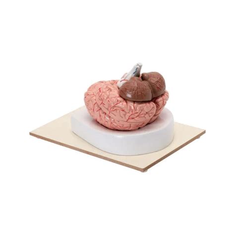 Buy Human Brain Model – 8-Part Dissectible Educational Tool for Labs