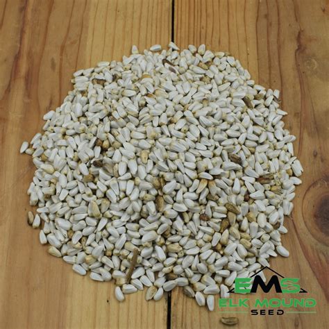 Safflower bird seed, premium wild bird food, high-energy seed, attracts ...