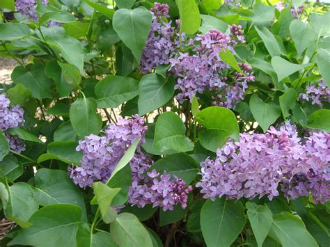 Common Purple Lilac (Syringa vulgaris)