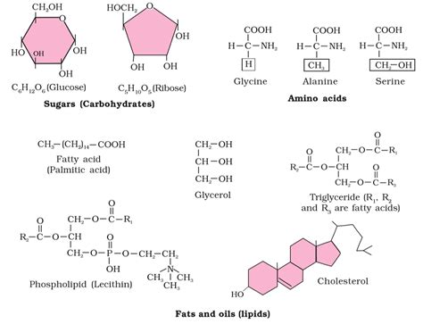 Biomolecules Chapter Notes - Biology Class 11 - NEET PDF Download