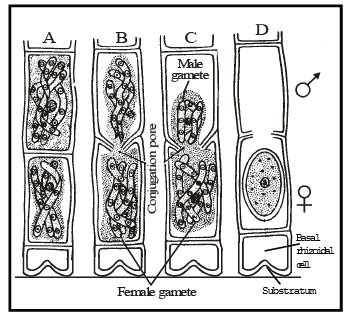 Spirogyra - Class 11 PDF Download
