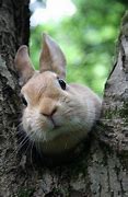 Image result for Baby Bunnies in a Basket