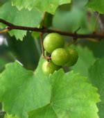 Muscadine grape seeds may provide best antioxidant supplements | TopNews