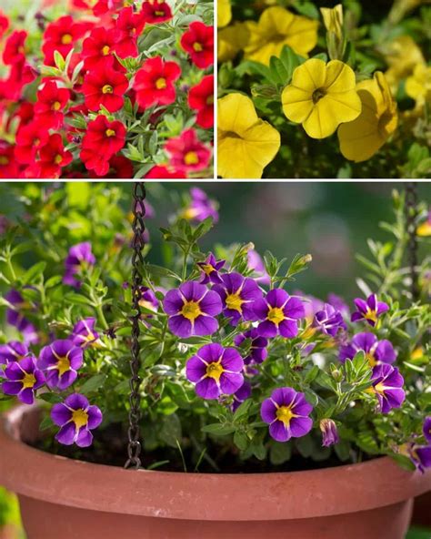 Calibrachoa - Million Bells - Plant Care Today
