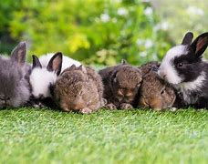 Image result for Mother Rabbit and Babies 41087