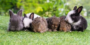 Image result for Rabbit with Babies