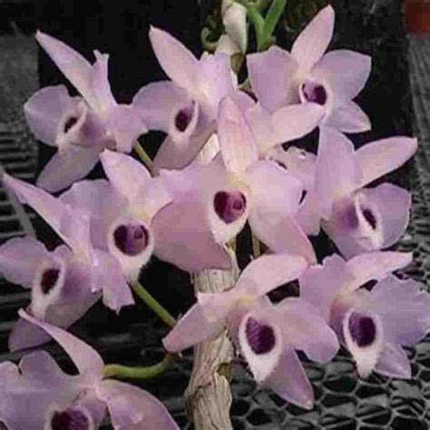 Dendrobium parishii var. coerulea sp. – EXOTICA ORCHIDS