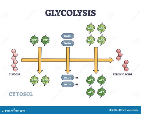 Glycolysis Biochemistry Science Vector Illustration Diagram | CartoonDealer.com #271147394