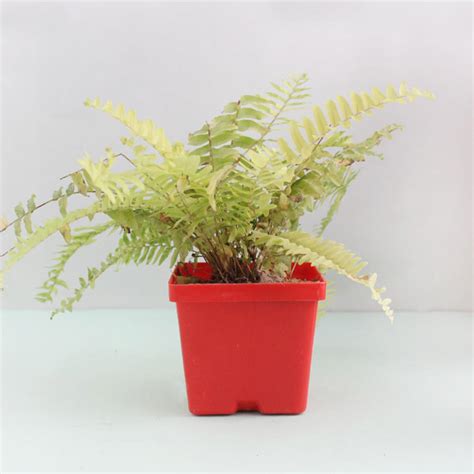 Send Special Golden Fern Plant Gift Hamper Online - GAL19-94015 | Giftalove