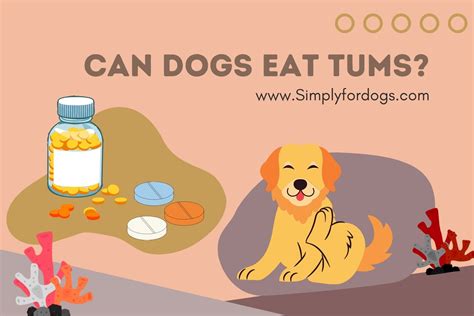 Can Dogs Eat Tums? [Risks, Facts & More] - Simply For Dogs