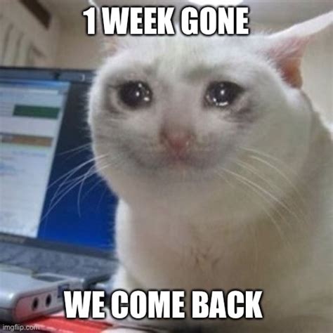 Image result for Cat Sketch Tutorial