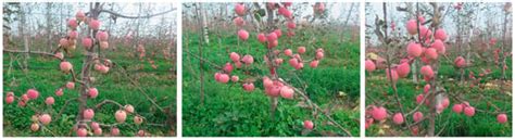 Agronomy | Special Issue : The Applications of Deep Learning in Smart ...