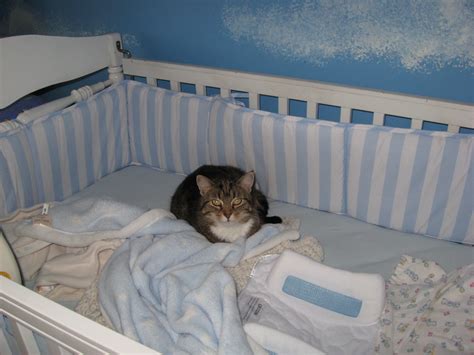 Are there any animals that dont sleep - econotery