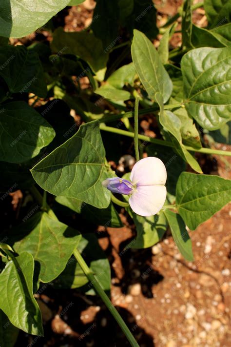 Premium Photo | Black eyed pea plant in agriculture land
