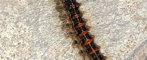 Caterpillar of the gypsy moth - PEST CONTROL CANADA