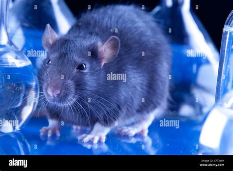 Image result for Using Lab Rats for Testing