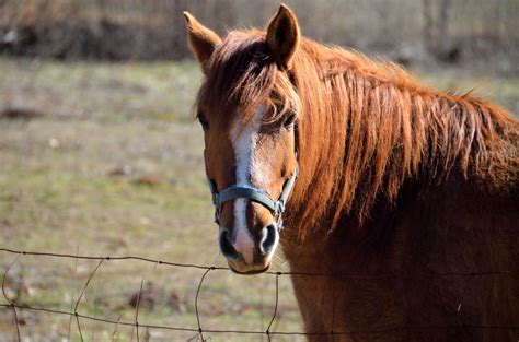Horse On Farm Free Stock Photo - Public Domain Pictures