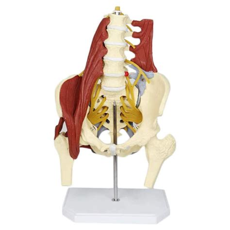 Buy Female Pelvis Skeletal Model Medical Anatomical Lumbar Spine Model ...