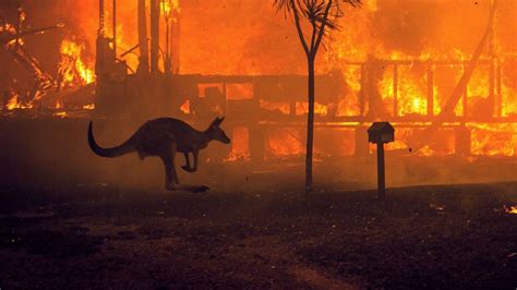 澳大利亚5亿动物葬身火海 约2.5万只考拉被烧死|野生动物_新浪新闻