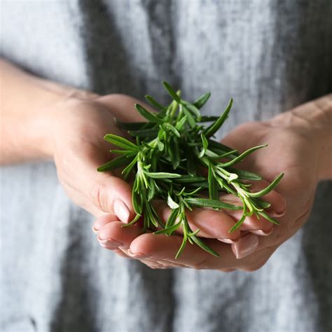 Rosemary: Spiritual Meaning - Awakening State