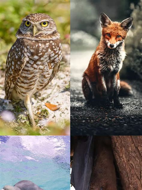 9 mammals with exceptional hearing abilities | Times of India