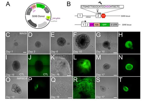 A Tet-Inducible CRISPR Platform for High-Fidelity Editing of Human ...