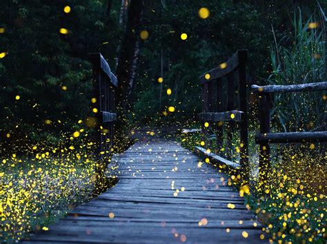 Fireflies Festival 2023: Top 5 places to spot fireflies in Maharashtra ...