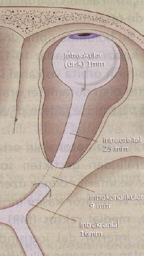 Göz Nedir - Gözün Yapısı ve Görevleri