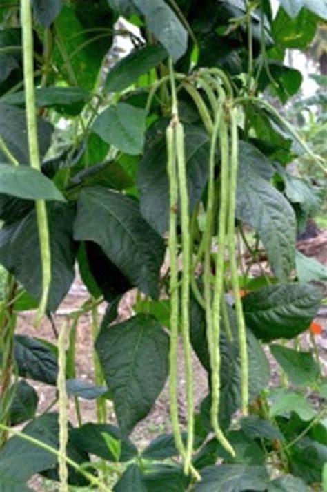 Varieties released from RARS Kumarakom | Kerala Agricultural University