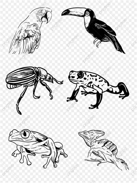 Tropical Rainforest Amphibians