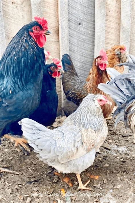 Biggest Egg Laying Chicken Breeds 6 Best Chicken Breeds For The