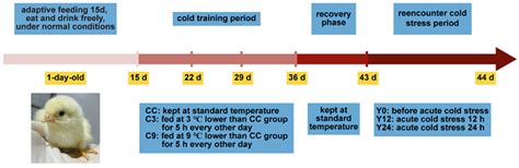 Mild Intermittent Cold Stimulation Affects Cardiac Substance Metabolism ...