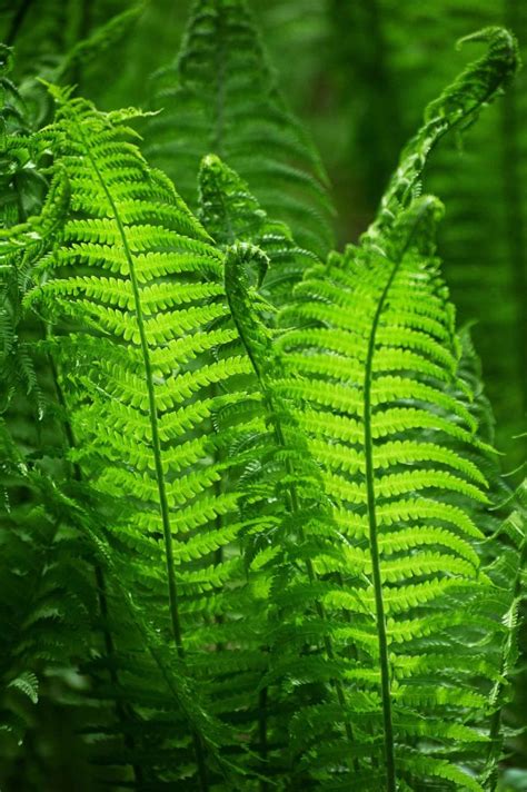 Image result for fiddlehead