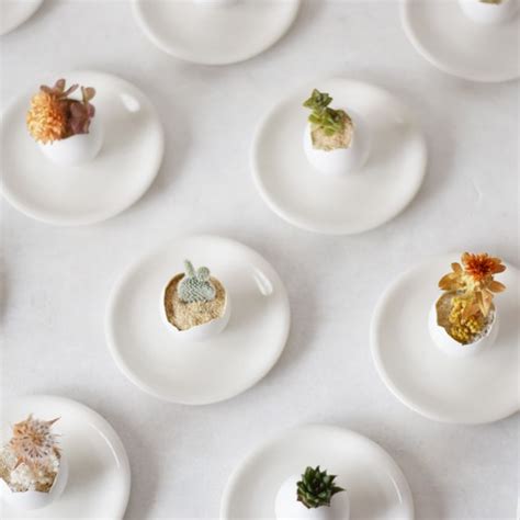 plants egg | echidna