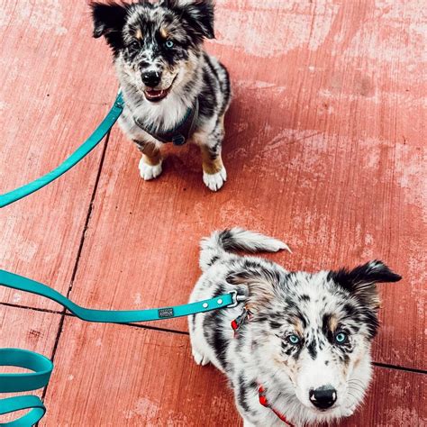 Australian Shepherd Husky Mix (Aussie Siberian Guide)