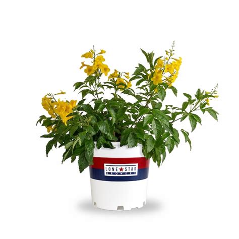 Lowe's Sun Trumpet Esperanza Flowering Shrub in 2 -Gallon Pot 1 -Pack ...